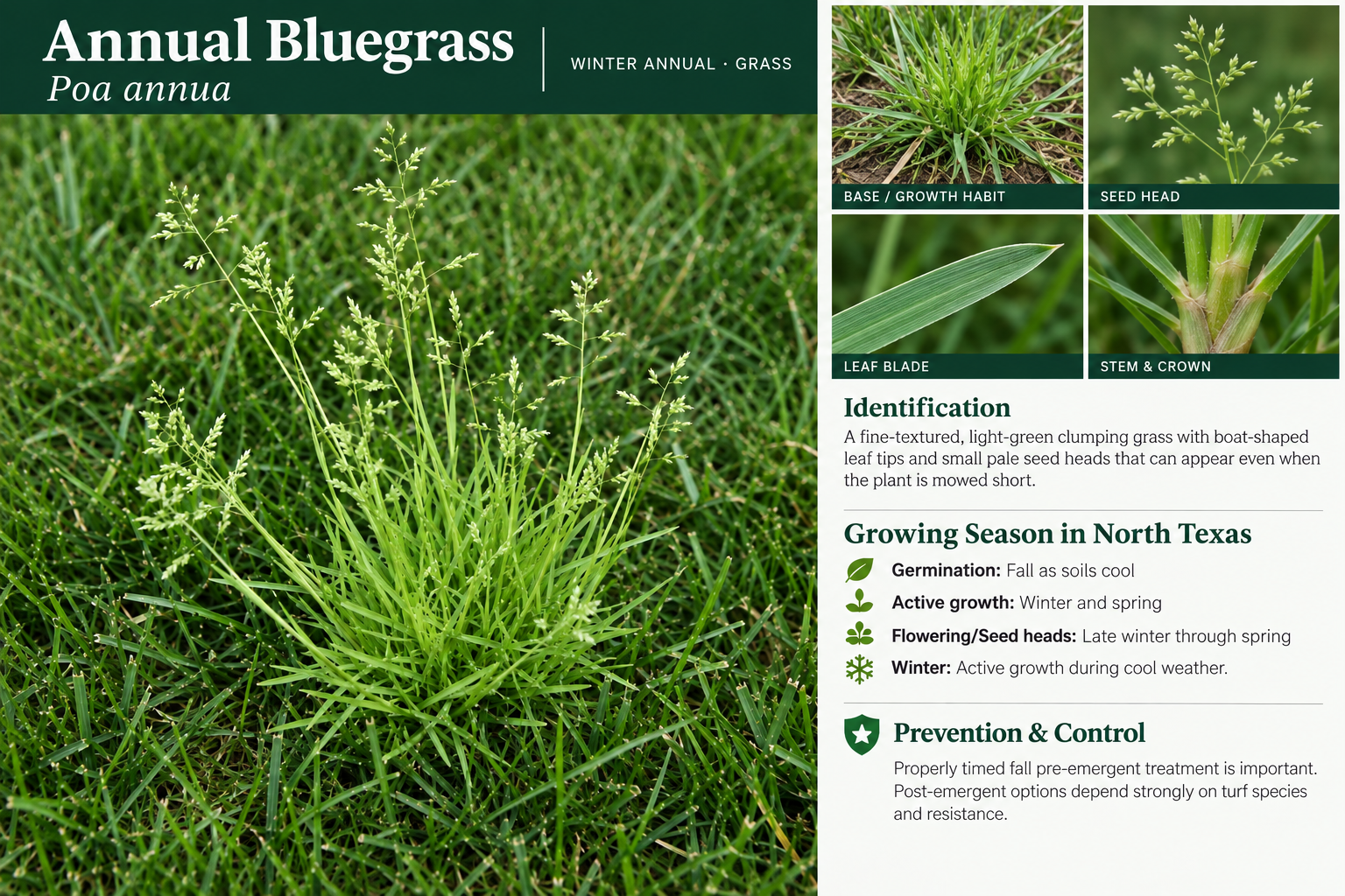 Annual Bluegrass: identification, seasonal growth, and prevention and control information. A fine-textured, light-green clumping grass with boat-shaped leaf tips and small pale seed heads that can appear even when the plant is mowed short.