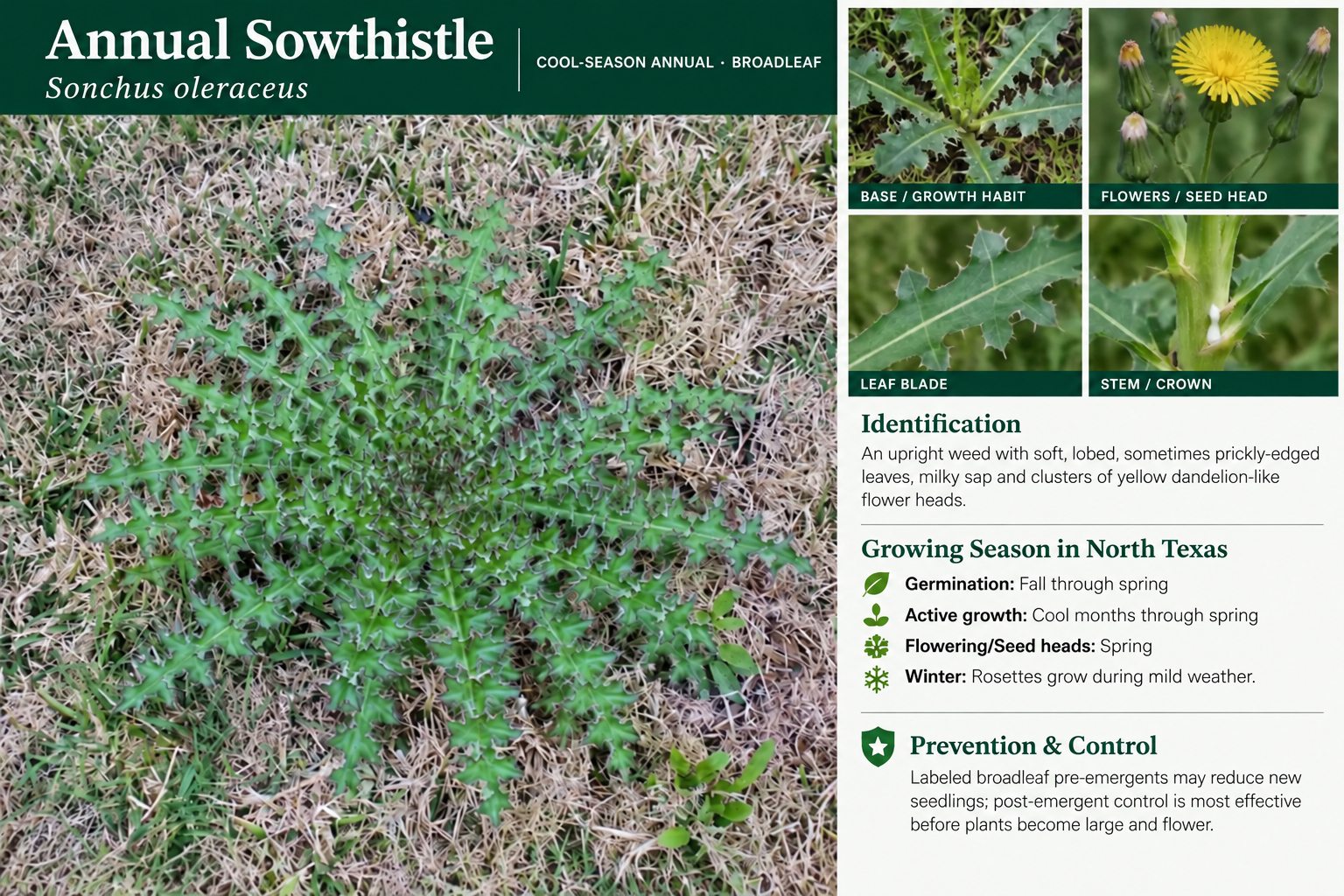 Annual Sowthistle: identification, seasonal growth, and prevention and control information. An upright weed with soft, lobed, sometimes prickly-edged leaves, milky sap and clusters of yellow dandelion-like flower heads.