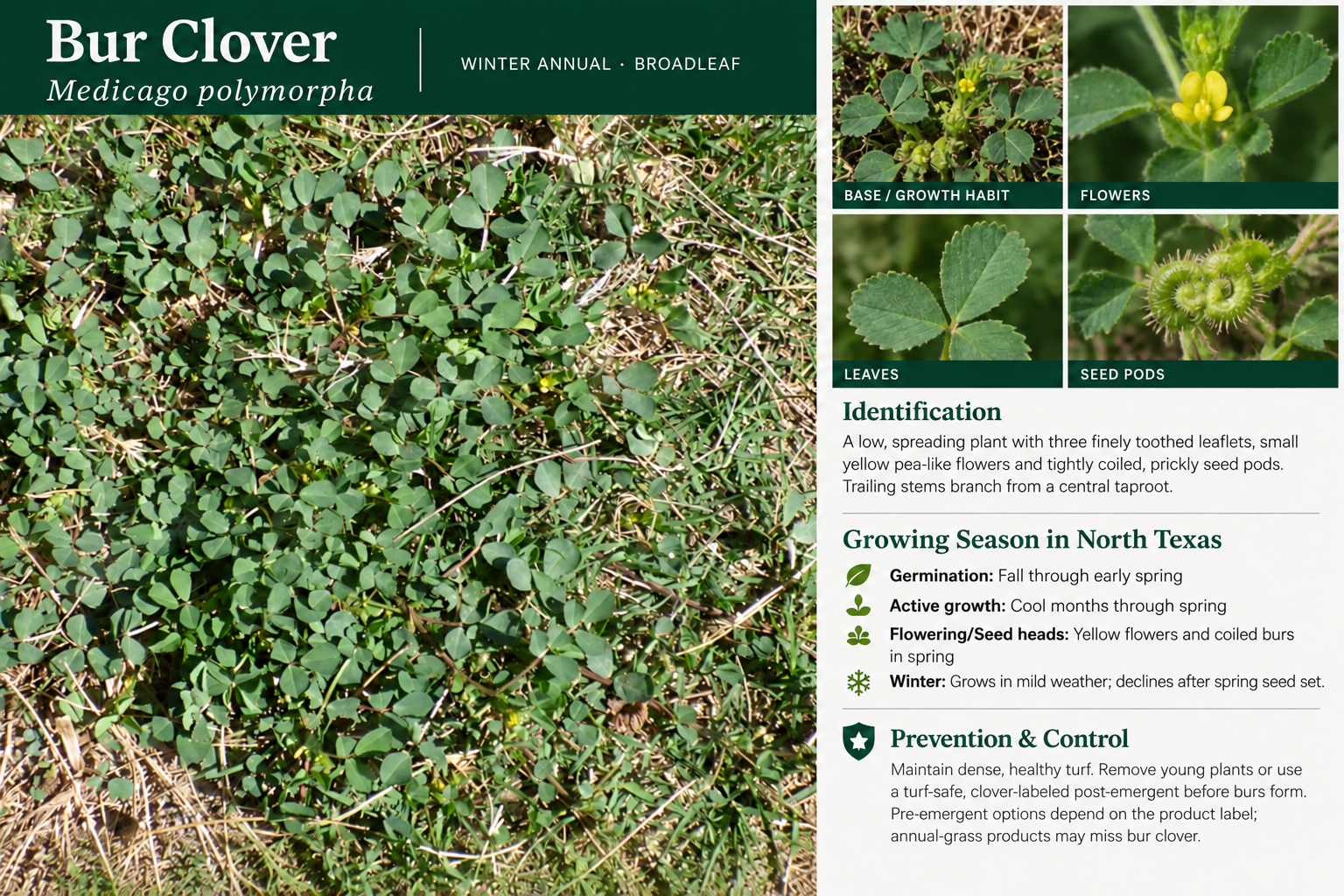 Bur Clover: identification, seasonal growth, and prevention and control information.
