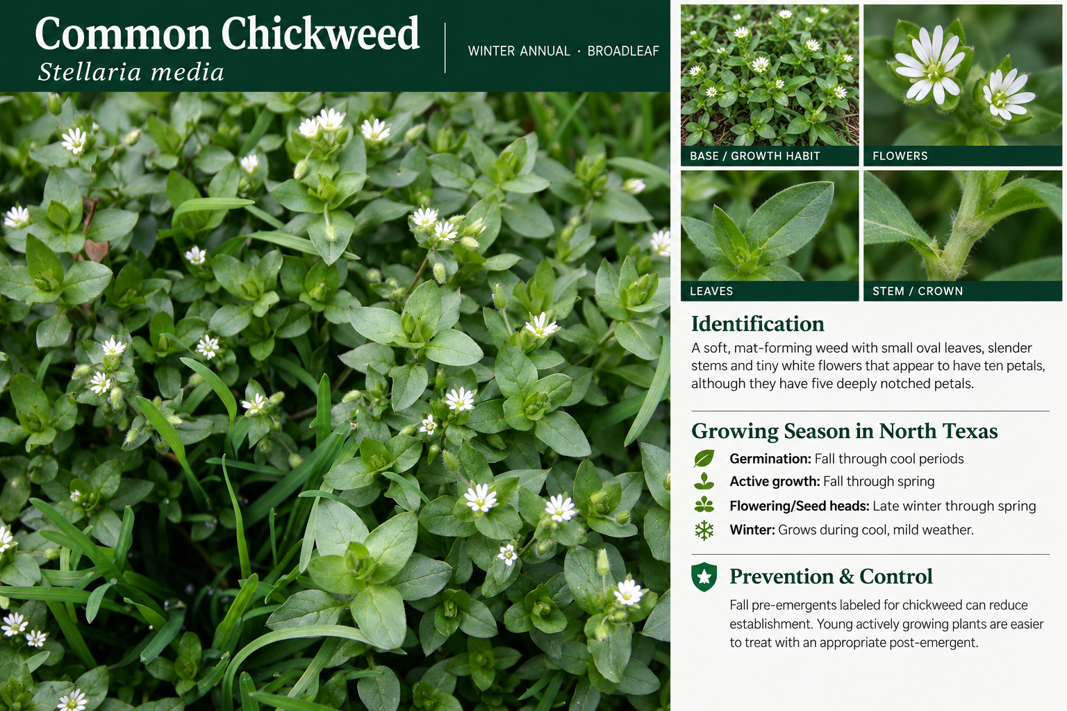 Common Chickweed: identification, seasonal growth, and prevention and control information. A soft, mat-forming weed with small oval leaves, slender stems and tiny white flowers that appear to have ten petals, although they have five deeply notched petals.