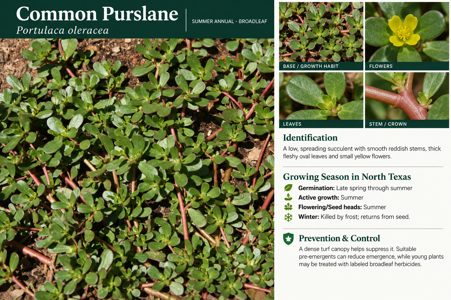 Common Purslane: identification, seasonal growth, and prevention and control information. A low, spreading succulent with smooth reddish stems, thick fleshy oval leaves and small yellow flowers.