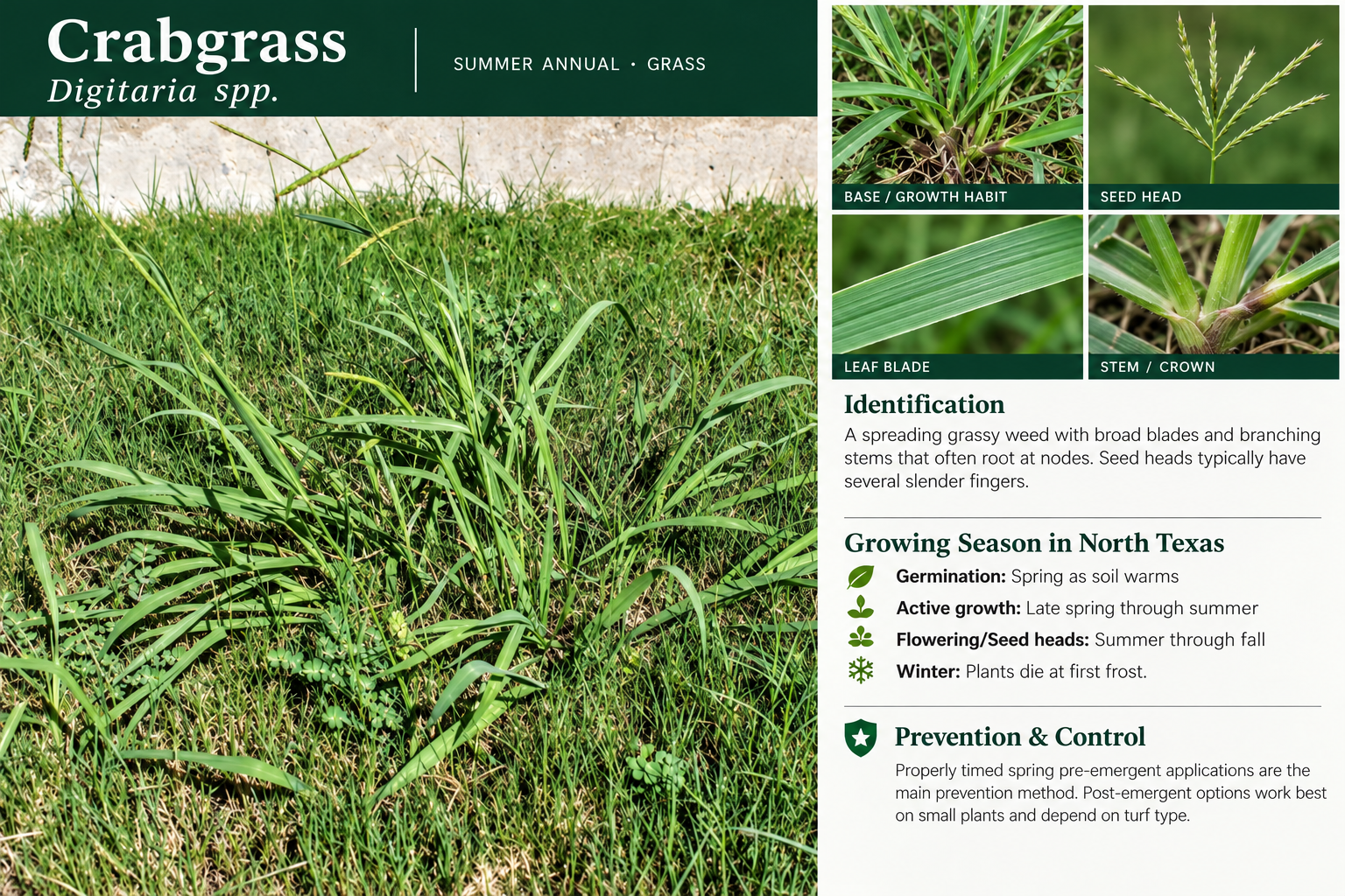 Crabgrass: identification, seasonal growth, and prevention and control information. A spreading grassy weed with broad blades and branching stems that often root at nodes. Seed heads typically have several slender fingers.