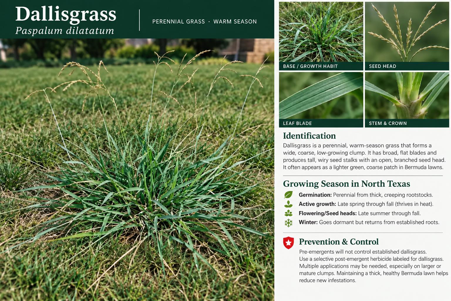 Dallisgrass: identification, seasonal growth, and prevention and control information.