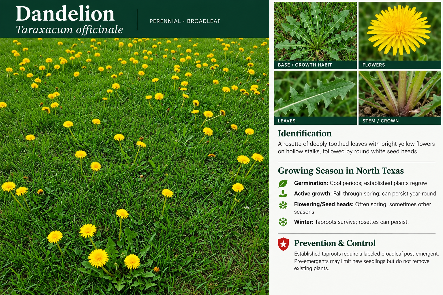 Dandelion: identification, seasonal growth, and prevention and control information. A rosette of deeply toothed leaves with bright yellow flowers on hollow stalks, followed by round white seed heads.