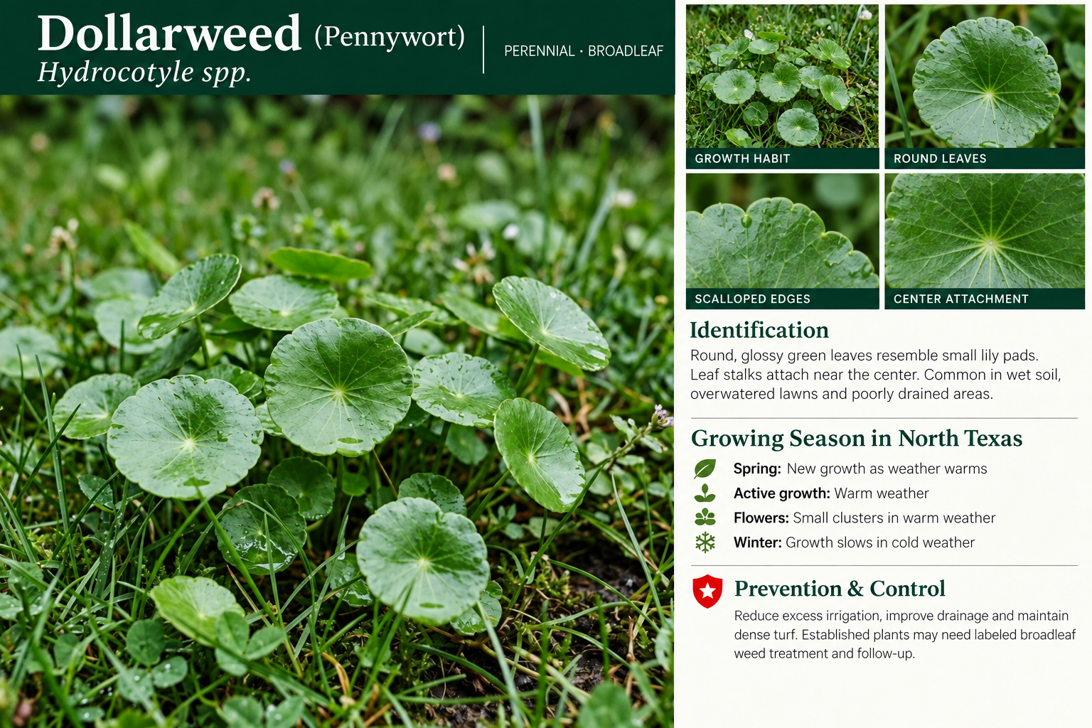 Dollarweed (Pennywort): identification, seasonal growth, and prevention and control information. Round, glossy green leaves resemble small lily pads, with leaf stalks attached near the center. Common in wet soil, overwatered lawns and poorly drained areas.