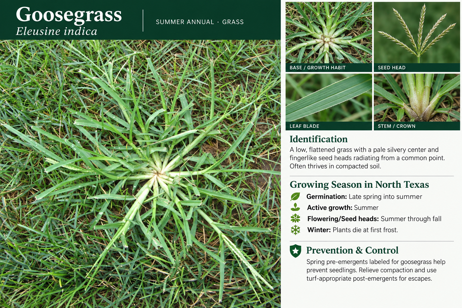 Goosegrass: identification, seasonal growth, and prevention and control information. A low, flattened grass with a pale silvery center and fingerlike seed heads radiating from a common point. Often thrives in compacted soil.
