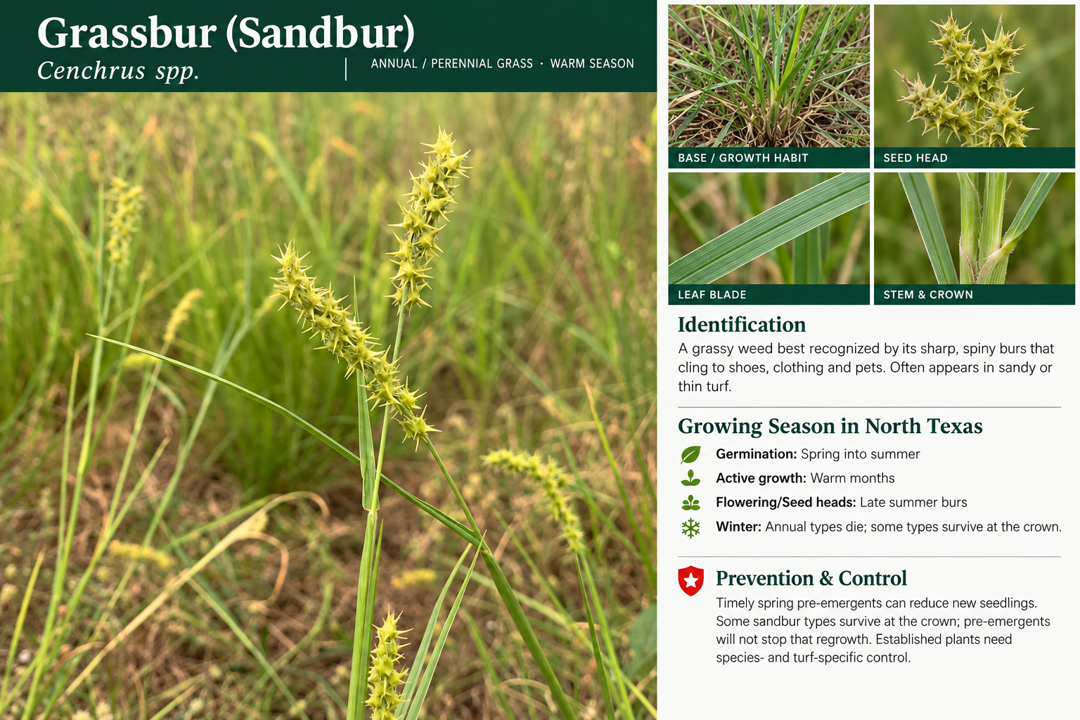 Grassbur (Sandbur): identification, seasonal growth, and prevention and control information. A grassy weed best recognized by its sharp, spiny burs that cling to shoes, clothing and pets. Often appears in sandy or thin turf.
