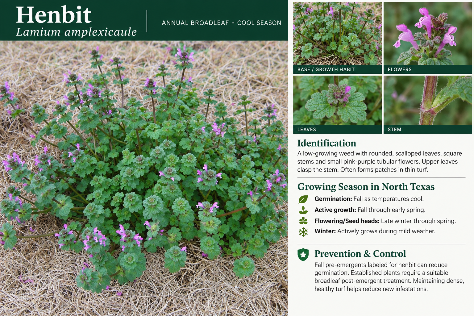 Henbit: identification, seasonal growth, and prevention and control information.