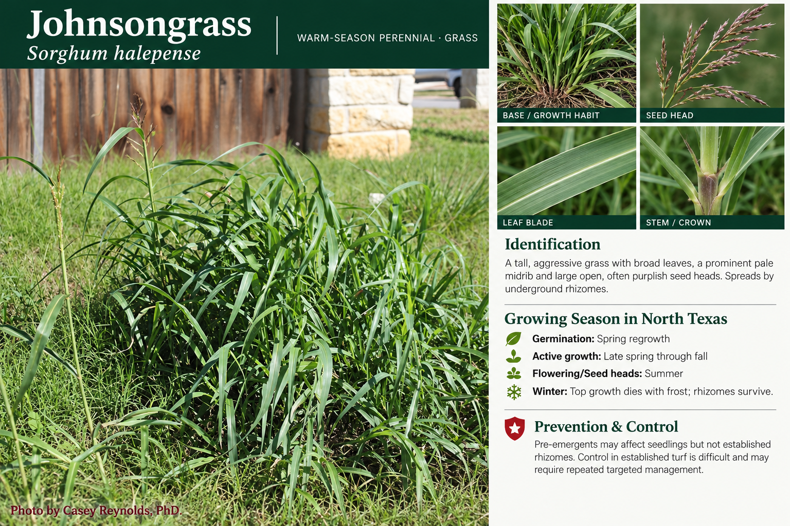 Johnsongrass: identification, seasonal growth, and prevention and control information. A tall, aggressive grass with broad leaves, a prominent pale midrib and large open, often purplish seed heads. Spreads by underground rhizomes.