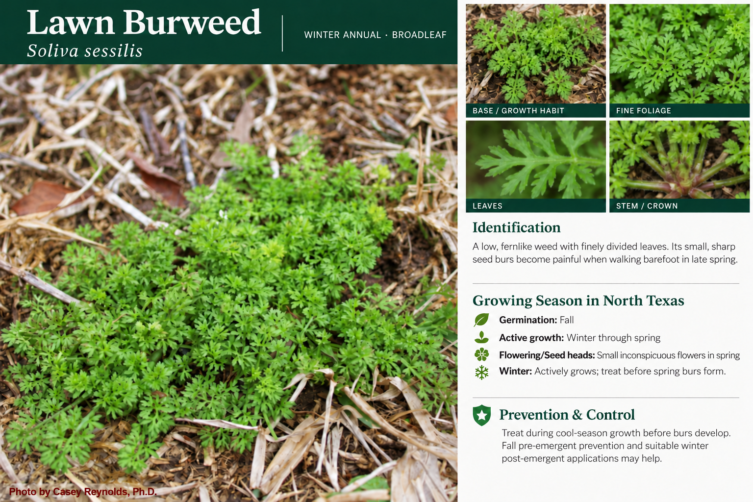 Lawn Burweed: identification, seasonal growth, and prevention and control information. A low, fernlike weed with finely divided leaves. Its small, sharp seed burs become painful when walking barefoot in late spring.