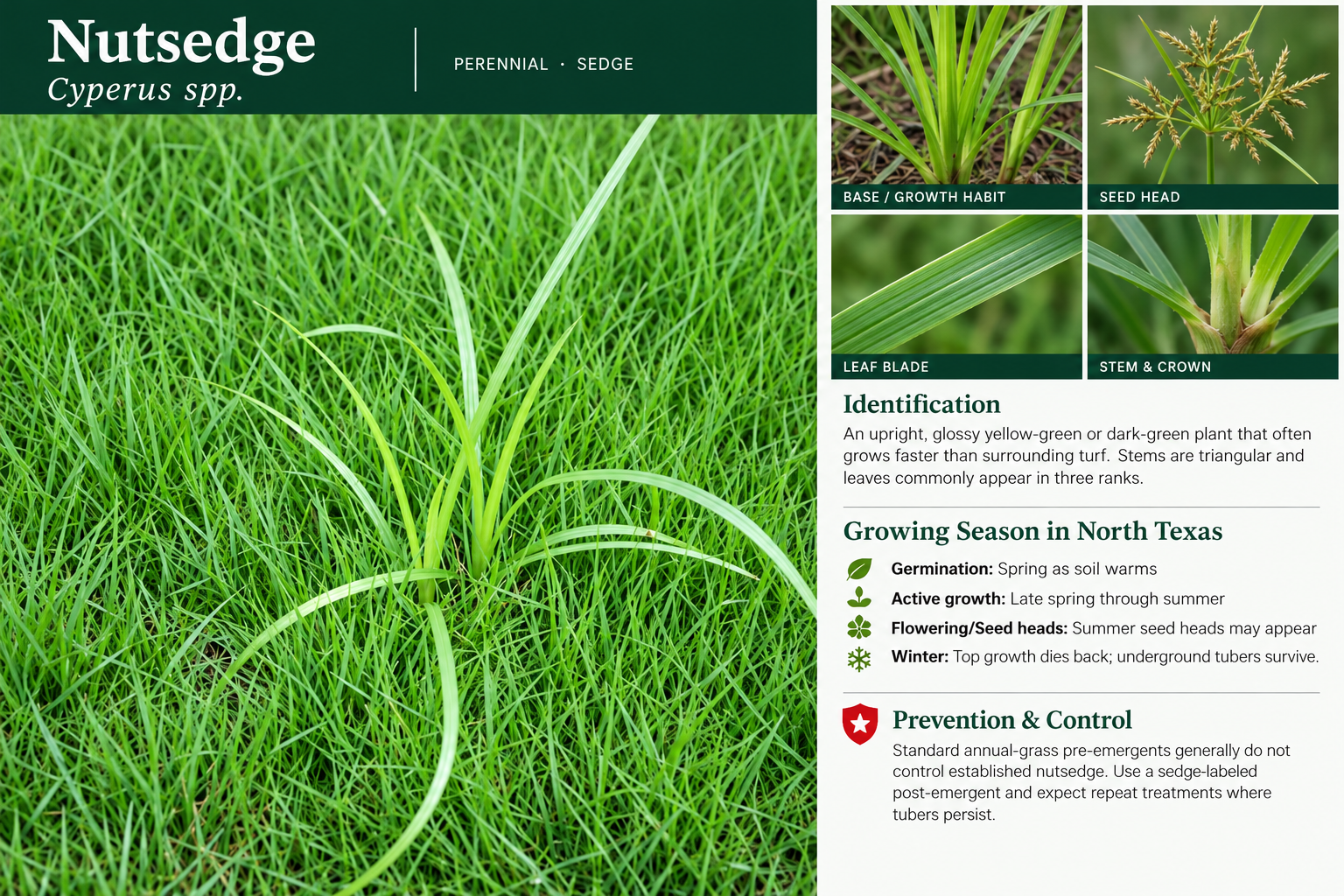 Nutsedge: identification, seasonal growth, and prevention and control information. An upright, glossy yellow-green or dark-green plant that often grows faster than surrounding turf. Stems are triangular and leaves commonly appear in three ranks.