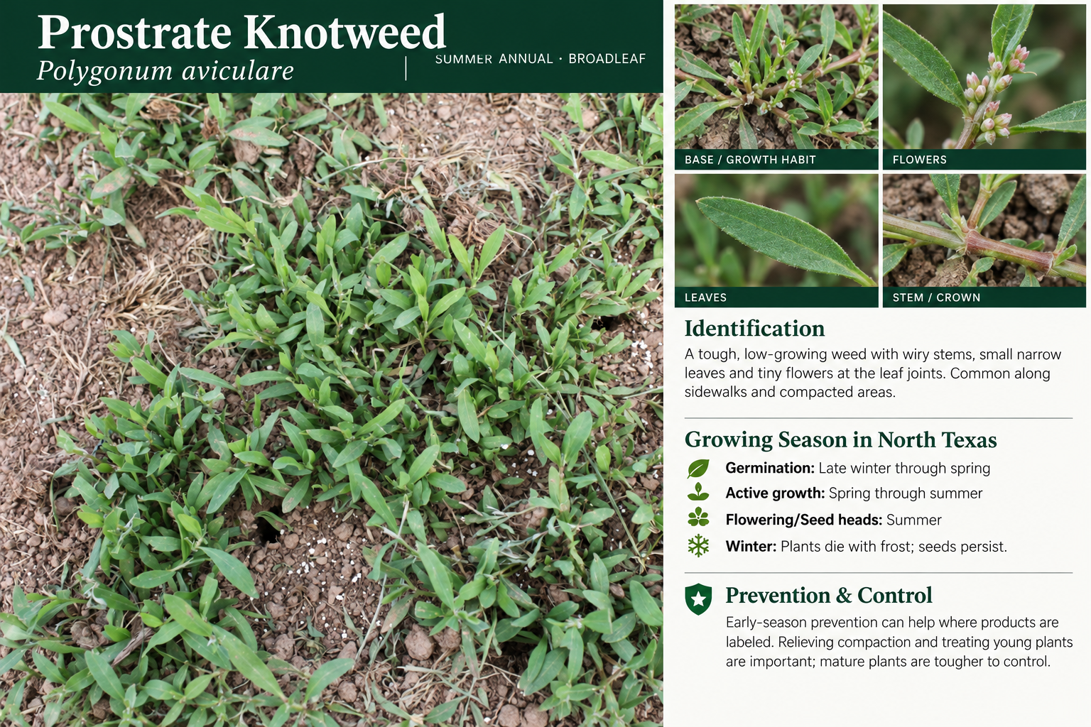 Prostrate Knotweed: identification, seasonal growth, and prevention and control information. A tough, low-growing weed with wiry stems, small narrow leaves and tiny flowers at the leaf joints. Common along sidewalks and compacted areas.