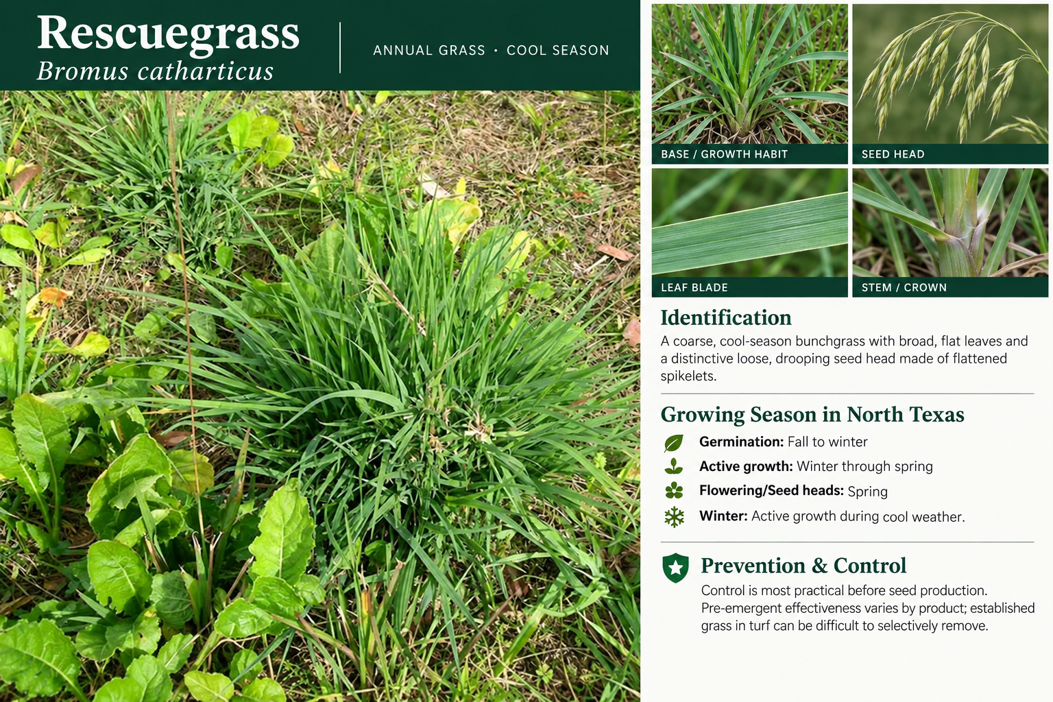 Rescuegrass: identification, seasonal growth, and prevention and control information. A coarse, cool-season bunchgrass with broad, flat leaves and a distinctive loose, drooping seed head made of flattened spikelets.