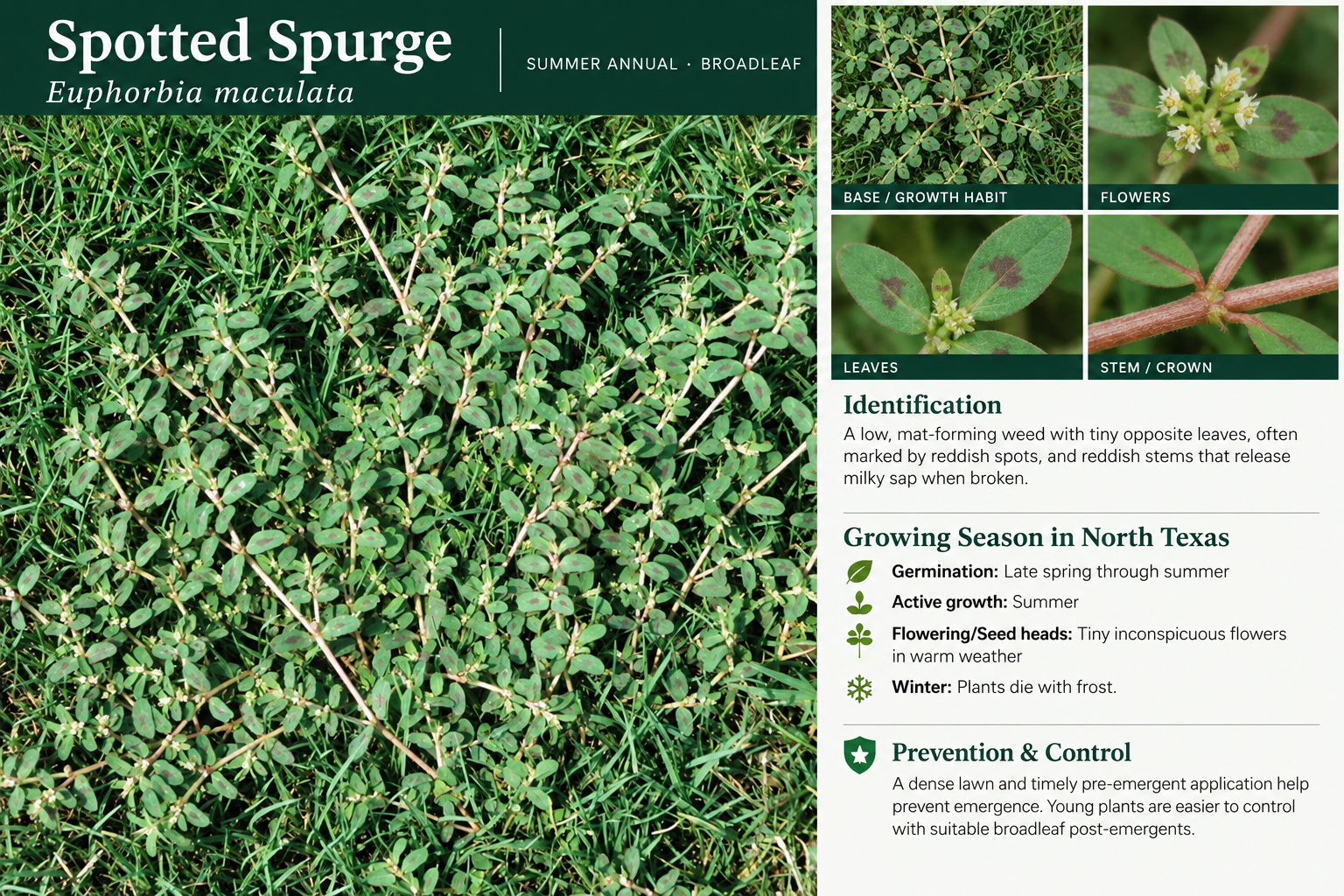 Spotted Spurge: identification, seasonal growth, and prevention and control information. A low, mat-forming weed with tiny opposite leaves, often marked by reddish spots, and reddish stems that release milky sap when broken.