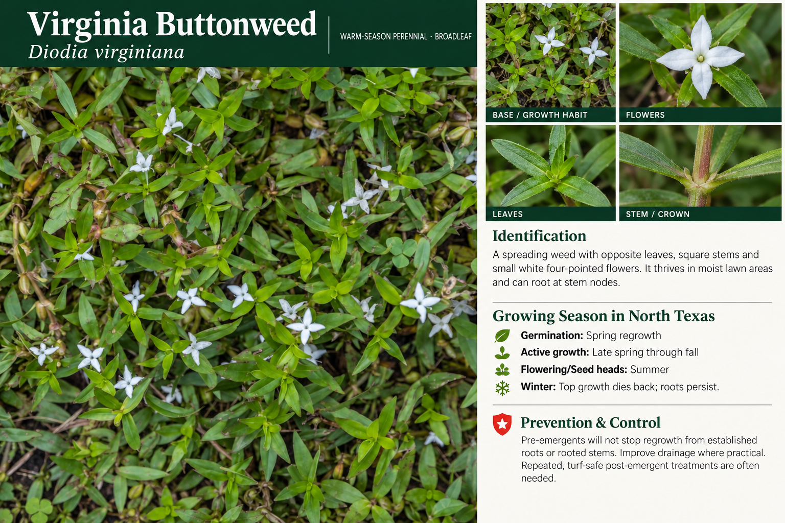 Virginia Buttonweed: identification, seasonal growth, and prevention and control information. A spreading weed with opposite leaves, square stems and small white four-pointed flowers. It thrives in moist lawn areas and can root at stem nodes.