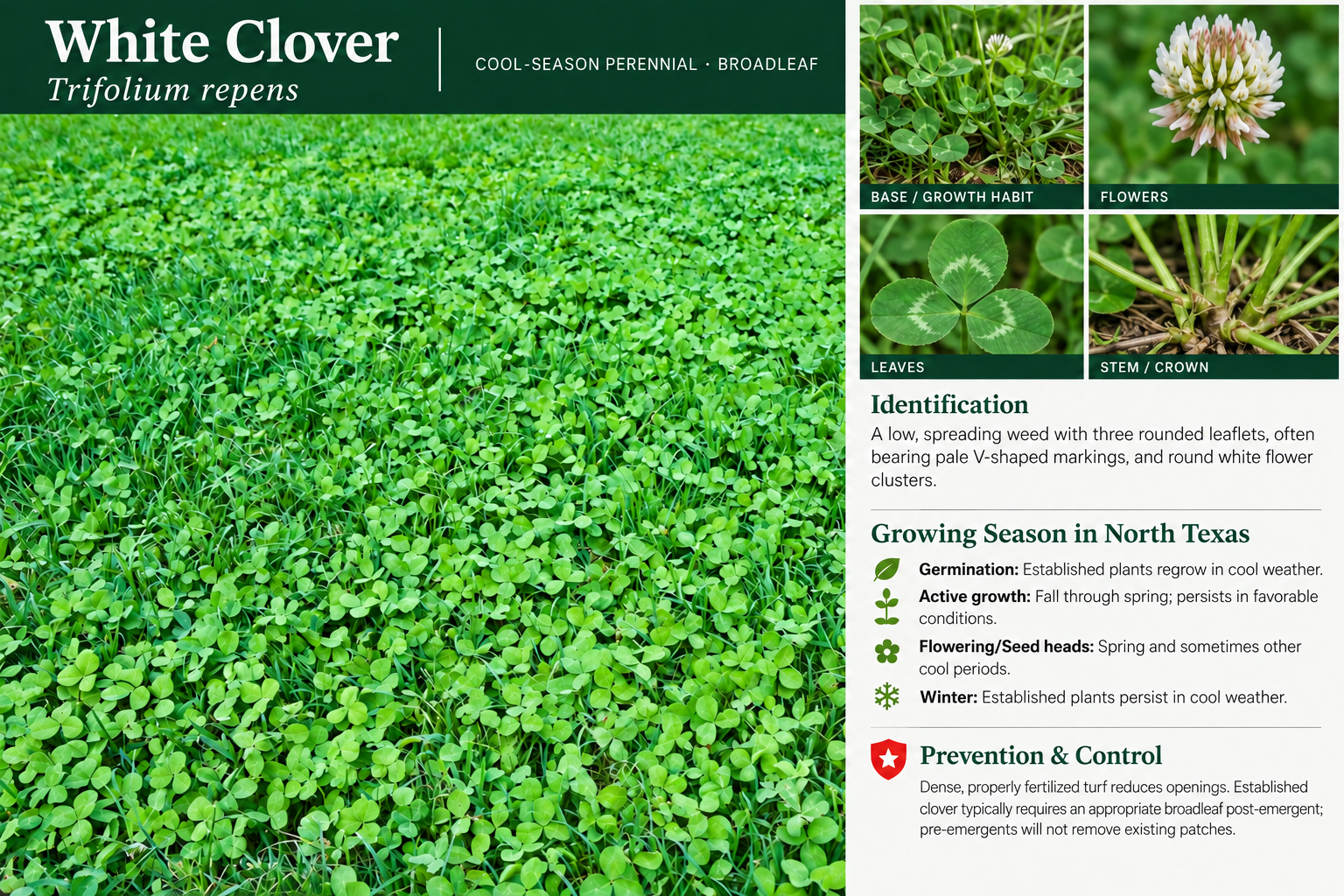 White Clover: identification, seasonal growth, and prevention and control information. A low, spreading weed with three rounded leaflets, often bearing pale V-shaped markings, and round white flower clusters.
